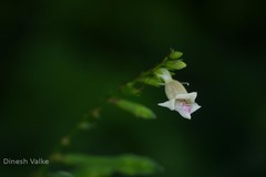 Asystasia dalzelliana